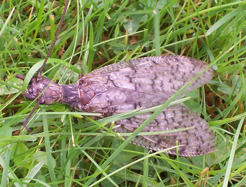Aquatic Life in my Lawn: A Dobsonfly (Image: Kathy Ceceri)