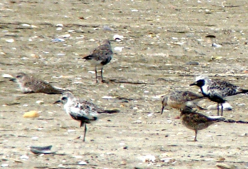 plovers and pipers