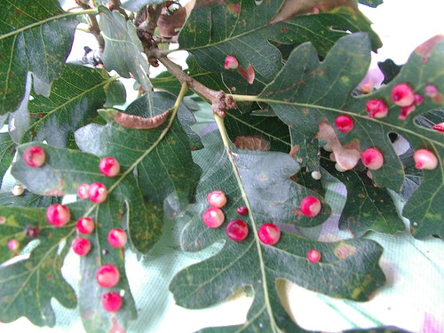 oak leaf 4