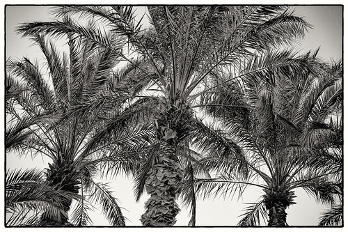 Top of Palm Trees