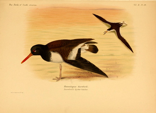 009- Ostrero comun del Uruguay-The birds of South America 1912