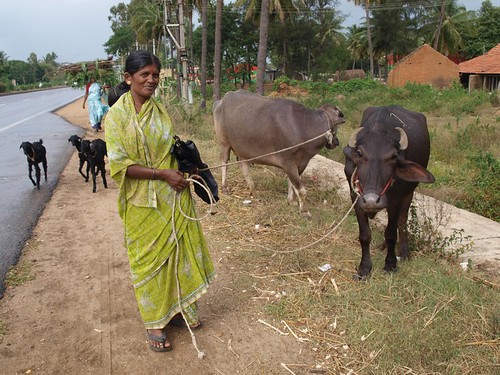 Indian lady 'evening stroll with her cows'