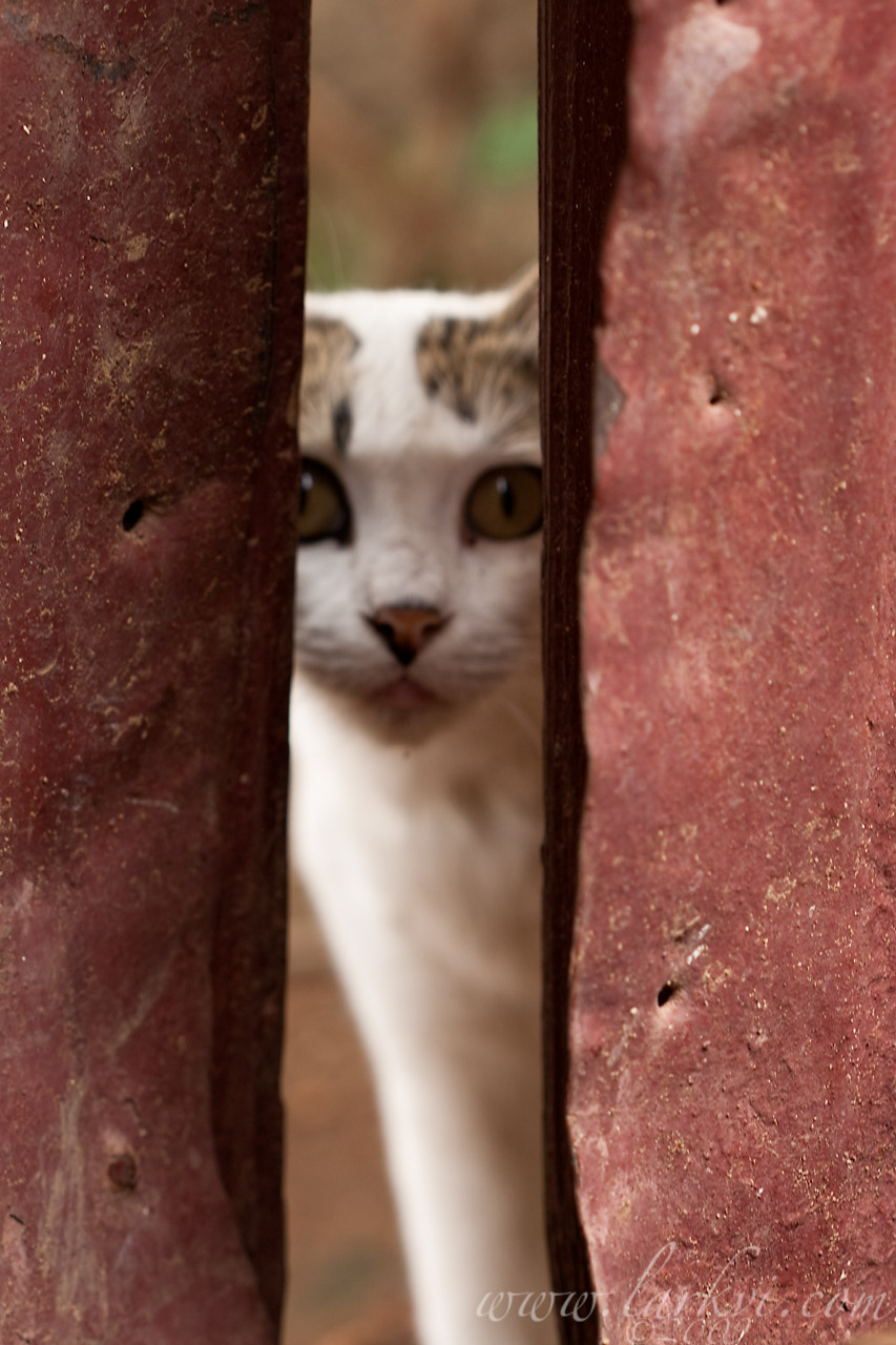 Cat #4(a), Harar, Ethiopia, July 2009