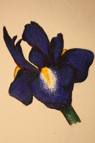 Iris Drawing by you.