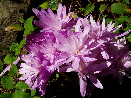 Colchicum Waterlily close up A