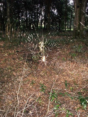 Female Golden Silk Spider in Web