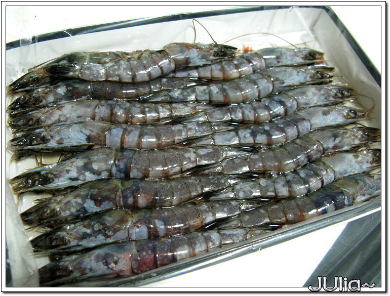 汶萊藍蝦 (3)