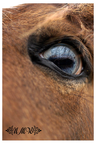 18/365 Horse eye