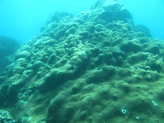 圖.5 匍匐延伸的大錐珊瑚