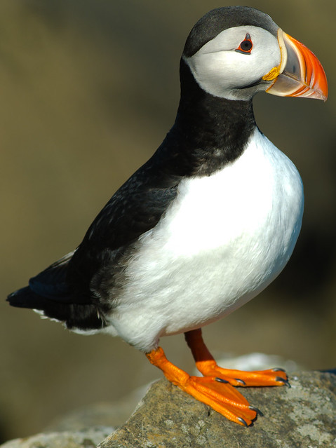 Puffins (4 of 4)