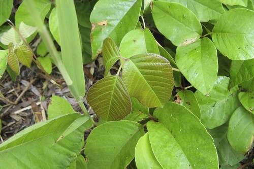 pictures of poison oak plant. Poison Ivy Plant