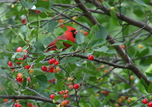 cherry cardinal