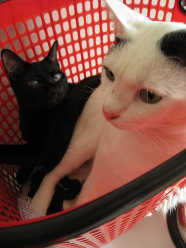 Cats in a (laundry) basket