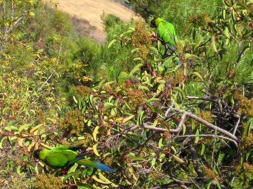 Wild parrots in Malibu