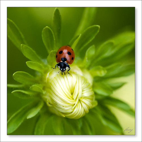 Slunéčko sedmitečné  [Ladybug]