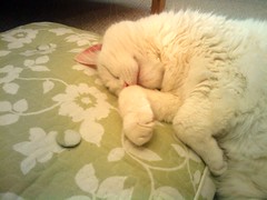 Cat Sleeping on Cushion