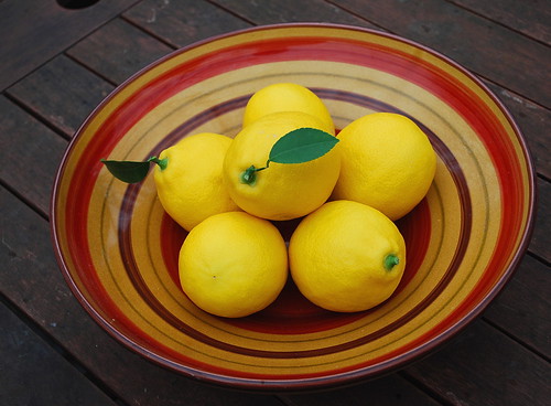 meyer lemon harvest