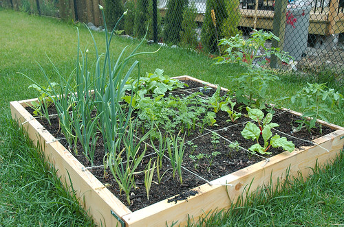 Onions, carrots and lettuce