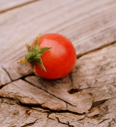 one lone tomato