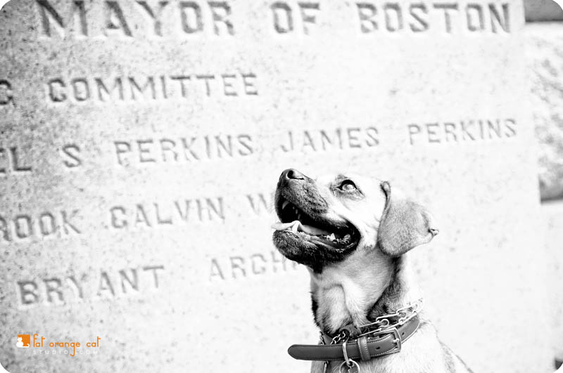 The Mayor of Boston