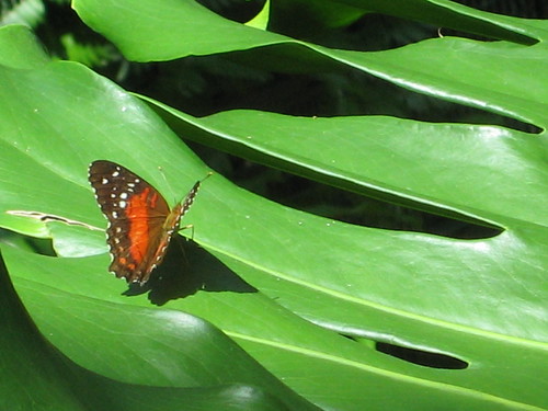 Butterfly Garden 061