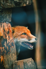 IMG_1860-Zoo_Foxy_Hiding