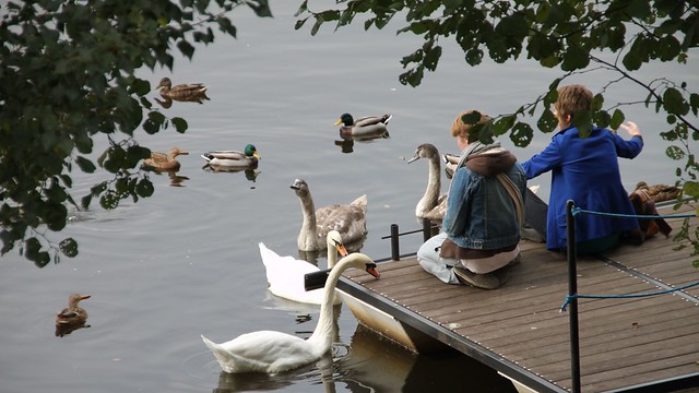 Feeding the swans