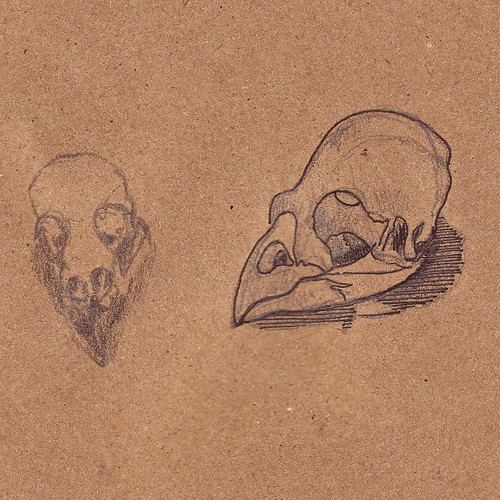 Mockingbird Skull