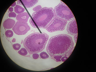 frog-ovary-oogonia-and-