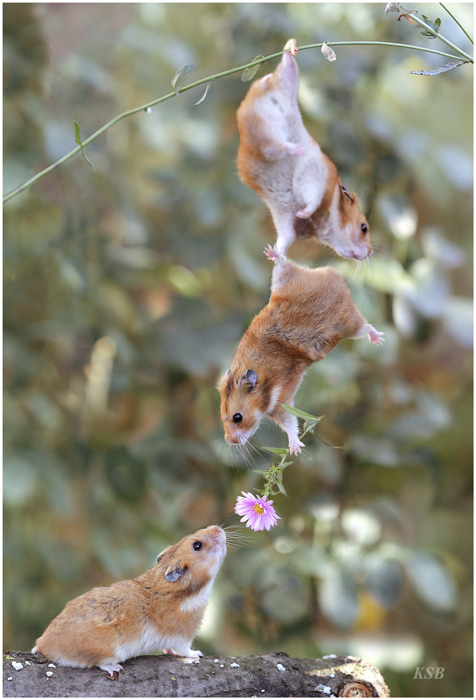 Thumb Foto de 3 hamsters y una flor con amor