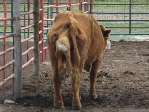 6-legged cow