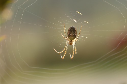 Metellina segmentata | Herfstspin - Autumn spider
