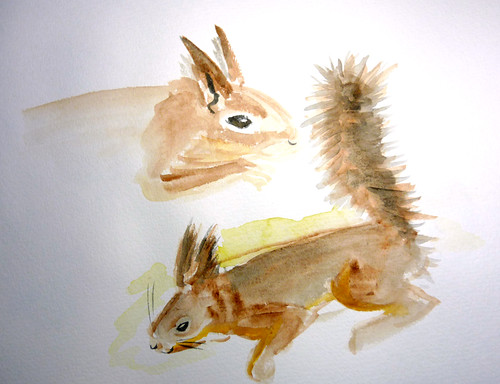 squirrel sketch