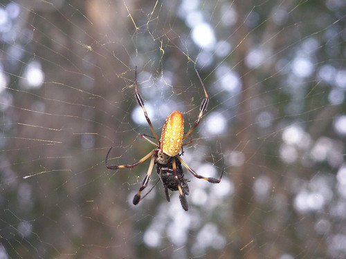 Female Golden Silk Spider With Prey 2
