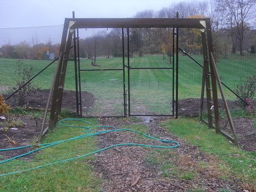 old swing set as a grape arbor