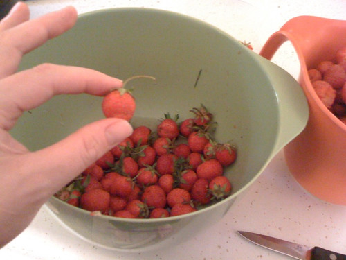 hand picked strawberries