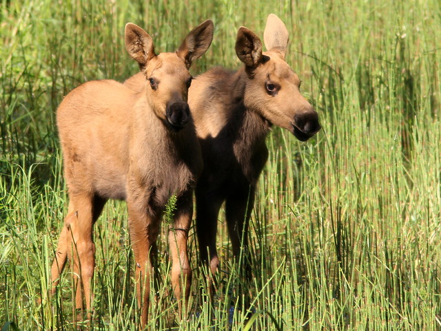 Moose twins 20110617