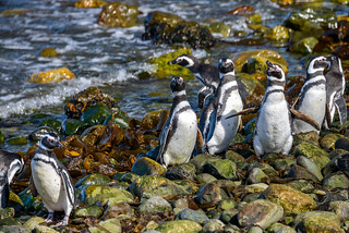 Isla Magdalena - Monumento Natural los PingÃ¼inos, Punta Arenas, Chile