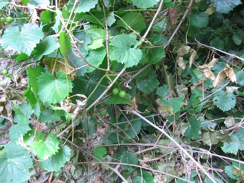 Grapes in the Old Forest