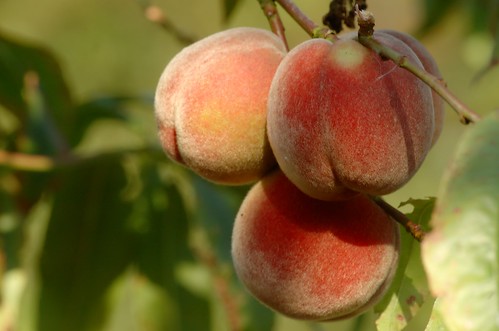 Perzikken - Peaches