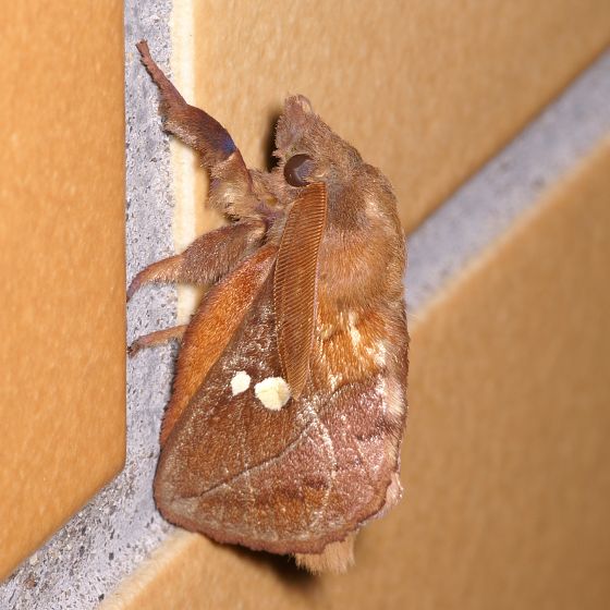 タケカレハ Euthrix albomaculata