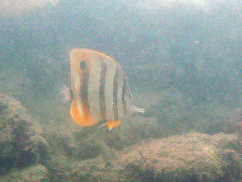 Copper-banded (Long-beaked) Butterflyfish