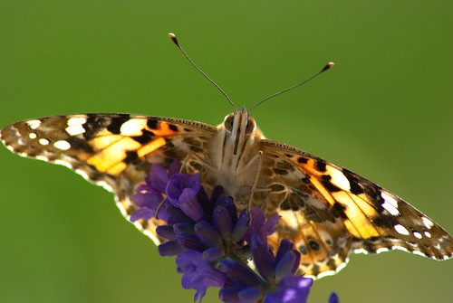 Butterfly on a lavender flower