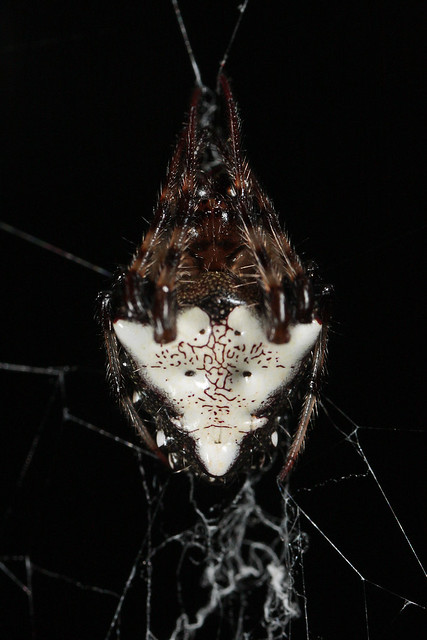 Arrowhead Spider (Verrucosa arenata)