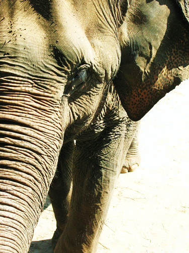- Elephant Nature Park, Chiang Mai, Thailand