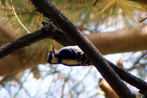 woodpecker sudbury res