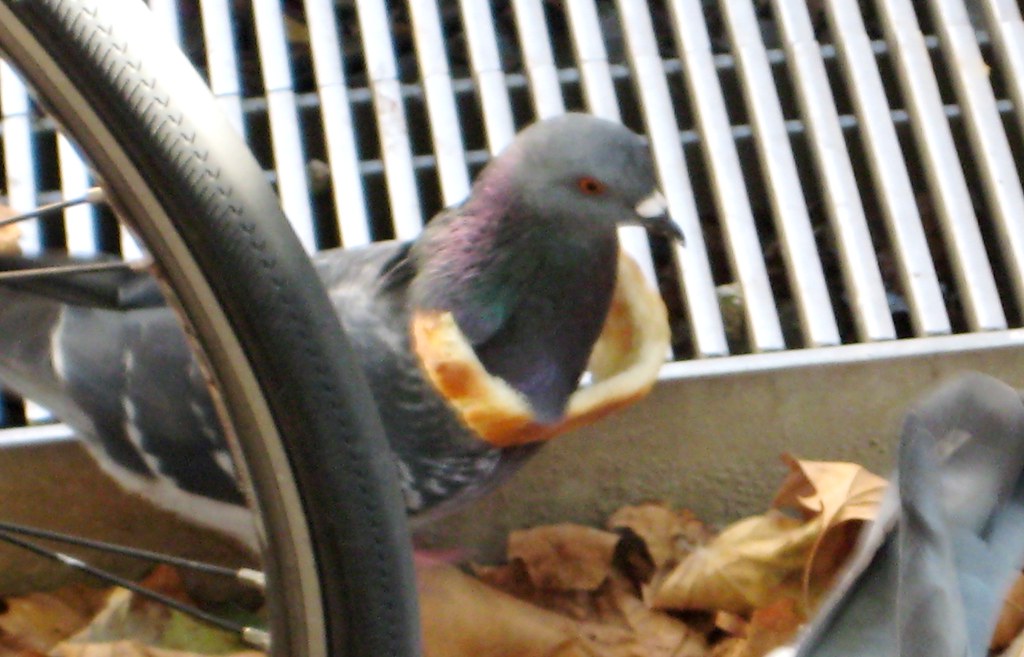 Trendy Pigeon (5)