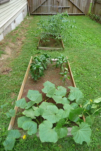 Our garden, cucumbers, green peppers and tomatoes