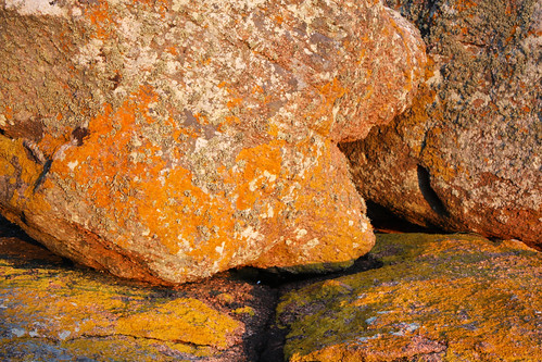 Rochas cubertas en Punta Barbafeita