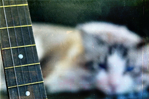 Banjo + Cat